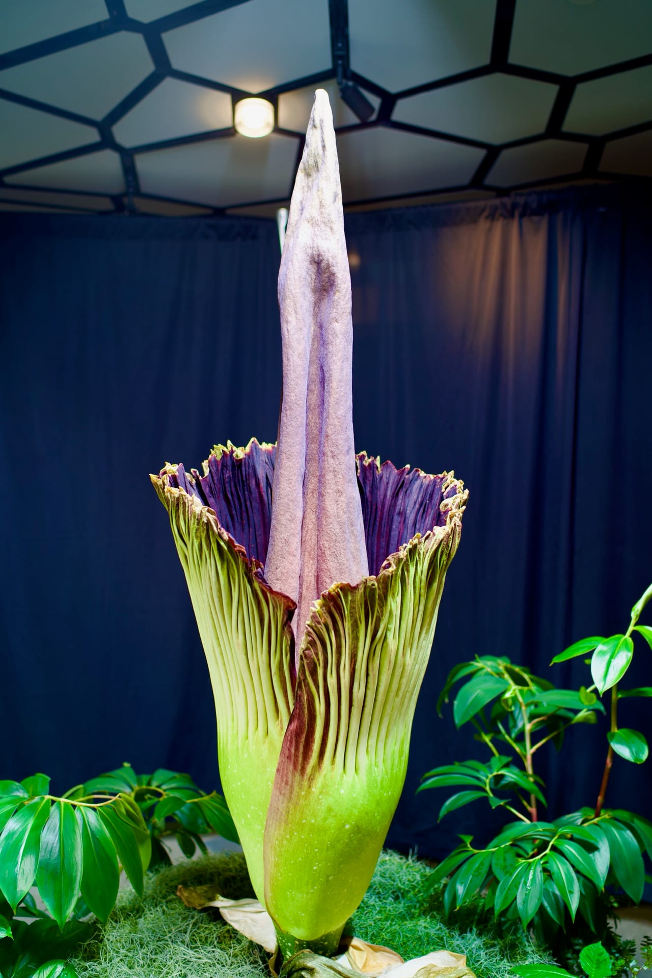 Morticia by Joshua Borsman