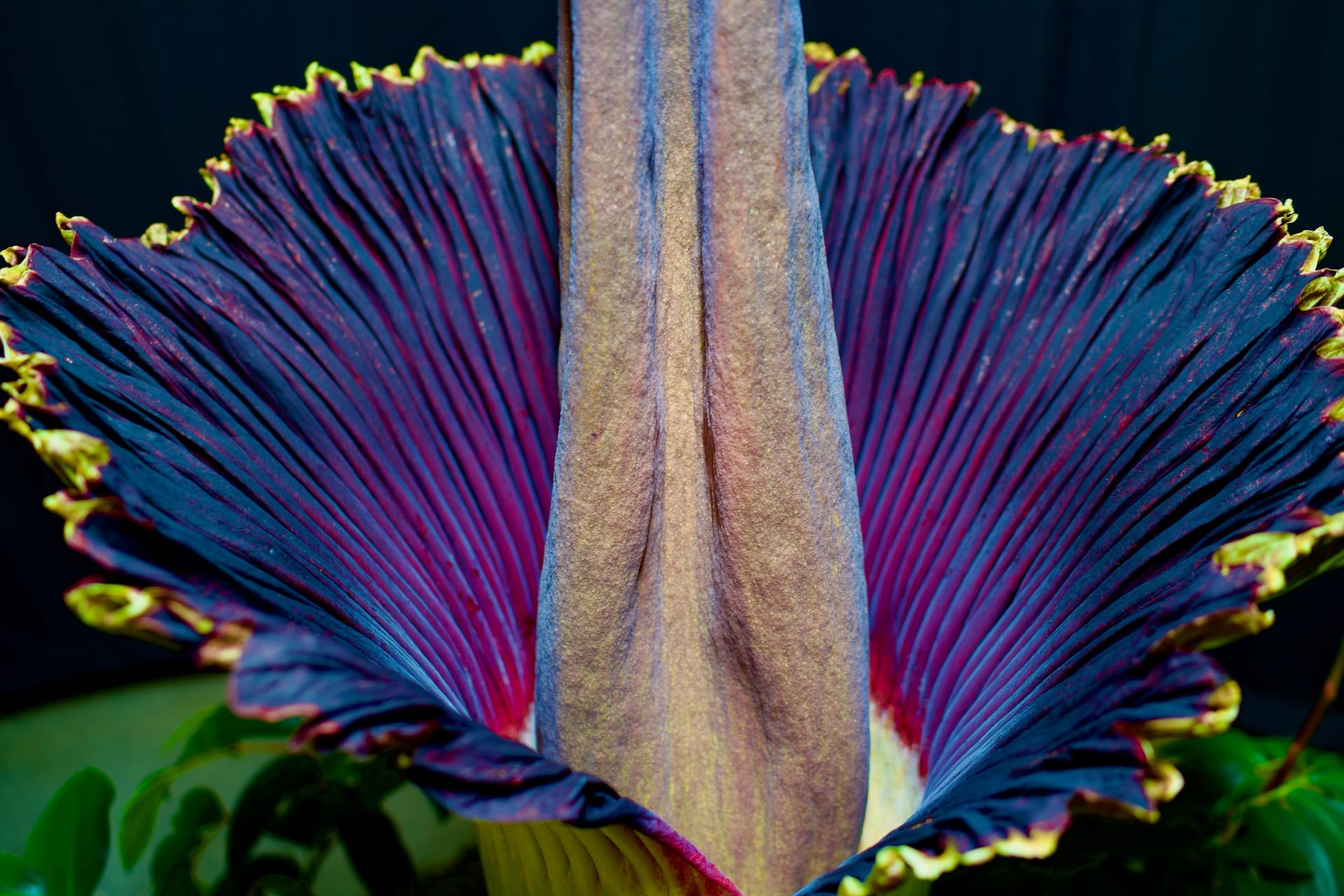 Morticia by Joshua Borsman