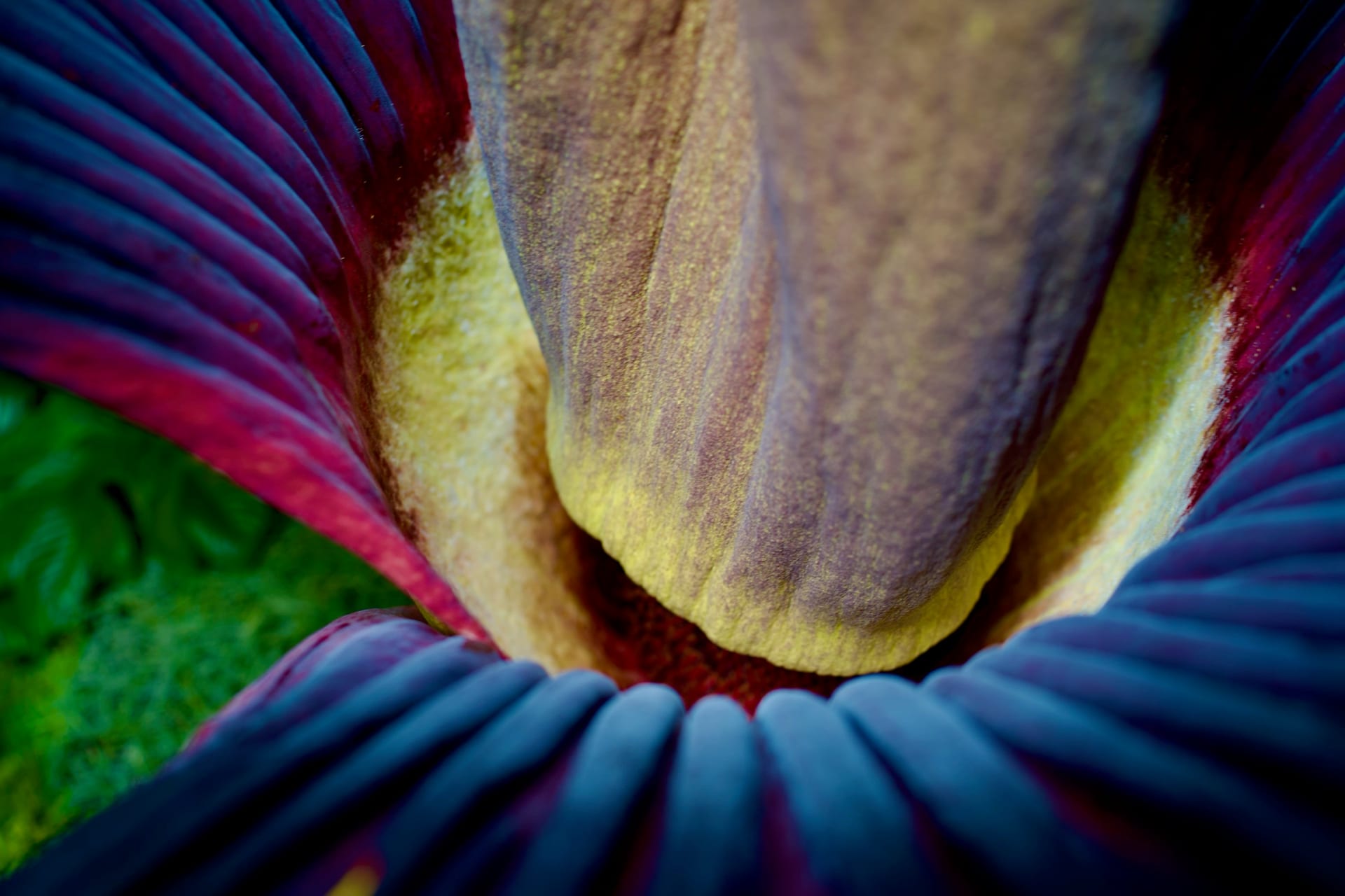 Morticia by Joshua Borsman